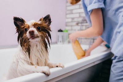 Pet Grooming and Pet Sitting Insurance in Sacramento, CA by Ken Smalley Insurance