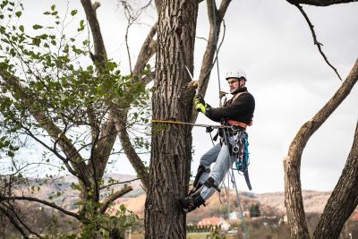 Tree Trimming Insurance in Sacramento, CA by Ken Smalley Insurance
